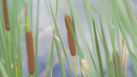 Cerca-De-La-Orilla-Del-Agua-Una-Foto-De-Una-Totora-En-Los-Países-Bajos