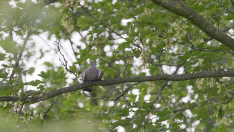 Wood-Pigeon-resting-perched-in-a-sycamore-tree,-video-footage-shot-on-a-summers-day-in-the-UK