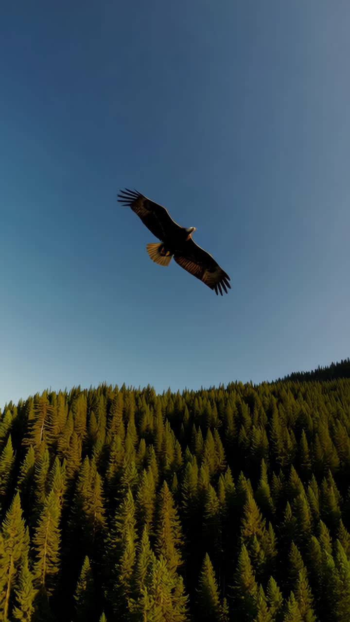 Eagle Flying Over a Pine Forest
