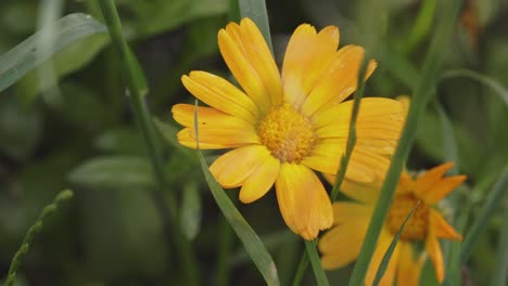 Ringelblumenblüte-Im-Bio-Garten-Mit-Grünen-Blättern,-Die-Sich-Im-Wind-Wiegen-–-Makro-–-Nahaufnahme