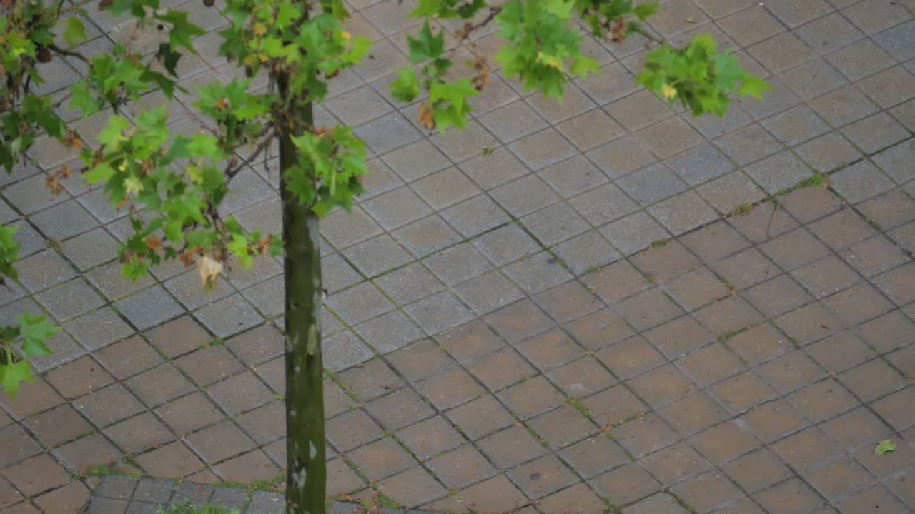 A shot of a small tree in a rainy day. The shot shows the sidewalk surface with the rain drops falling on it.