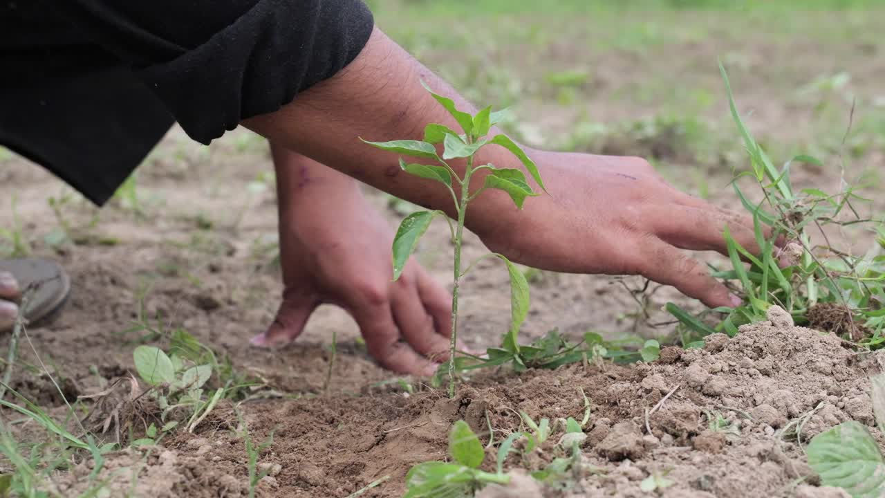 Farmer cleaning chilli grass in the field