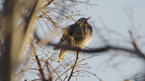 lone grey starling perched at the tip of twig then take-off during daytime in tokyo, japan