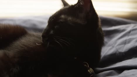 Hermoso-Gato-Negro-Joven-Se-Lame-Limpio-En-Cámara-Lenta-4k