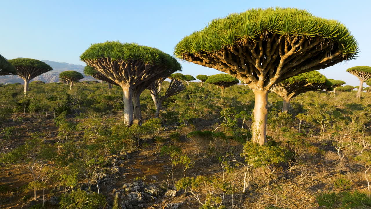árboles de dragón en el bosque de firhmin durante la puesta de sol en socotra, yemen