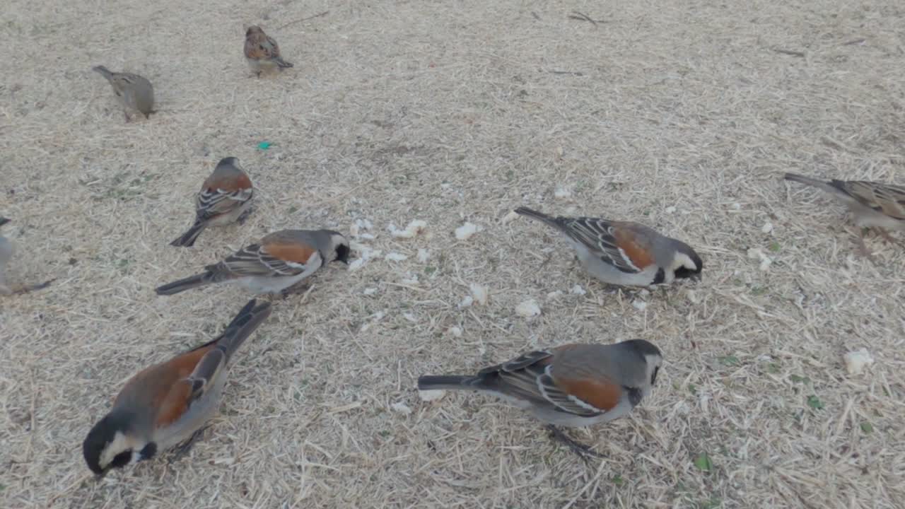 nueve pájaros comiendo pan del suelo durante el invierno