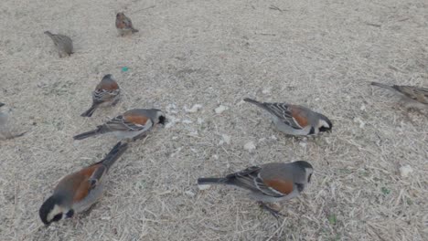 nine birds eating bread from the ground during winter