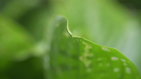 close up of green leaf moved by the wind