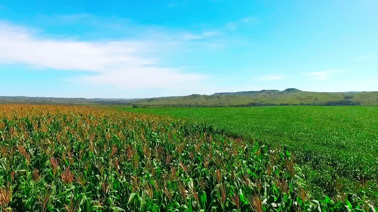 un dron de bajo vuelo disparó sobre el maíz en un campo de agricultores