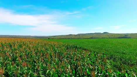 Low-flying-drone-shot-over-corn-in-a-farmers-field
