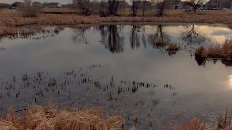 ducks swim in the late afternoon reflections of an urban pond while children play in the distance.