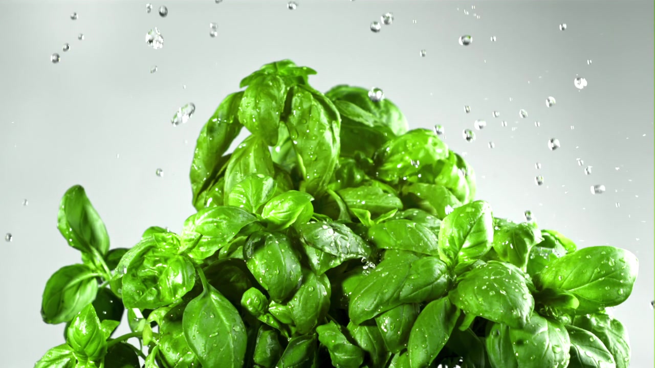 Goccioline d'acqua che cadono al rallentatore su una pianta di basilico verde fresco
