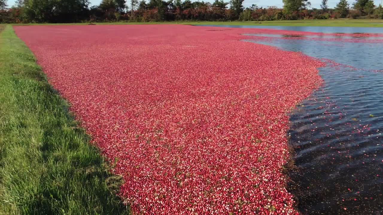 en el otoño, los pantanos de arándanos están listos para la cosecha en el centro de wisconsin