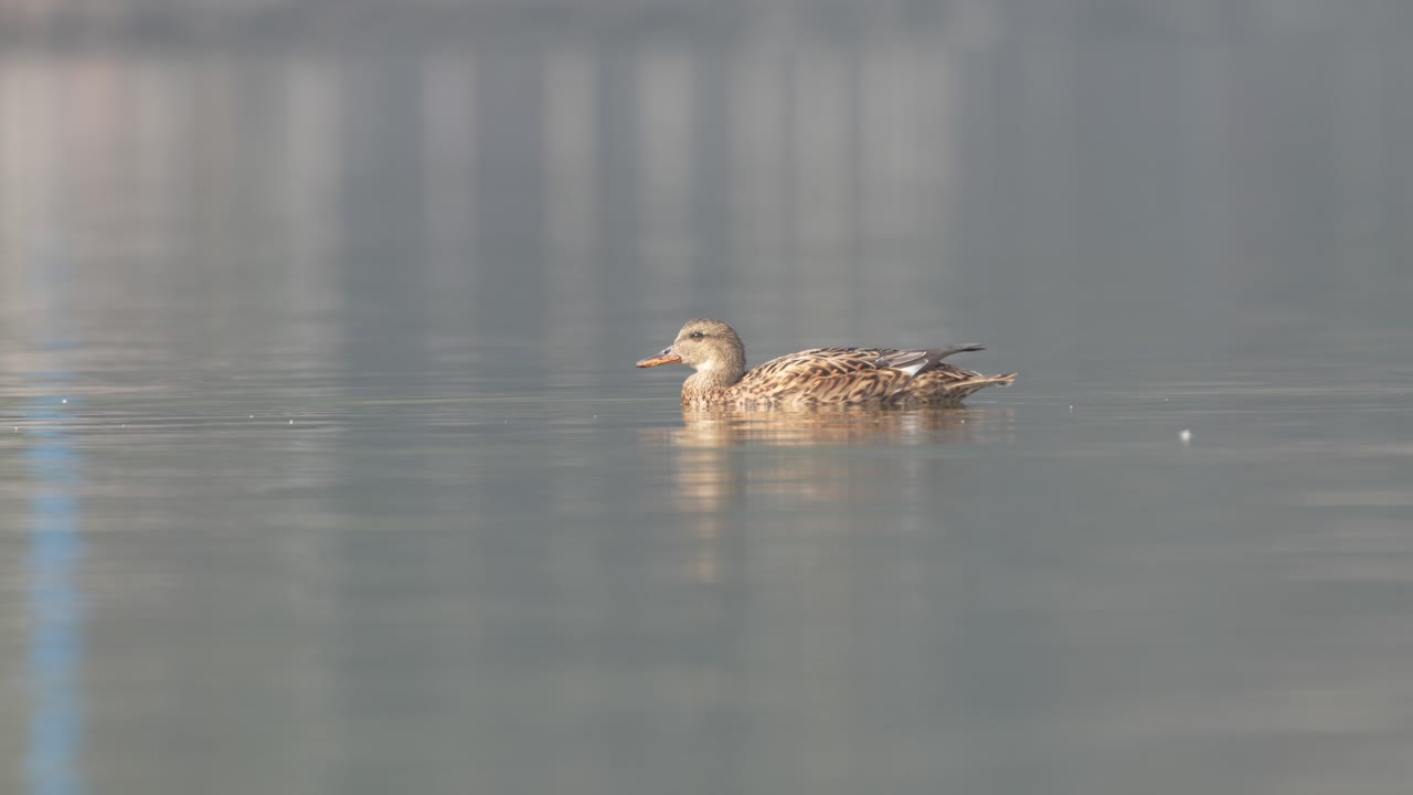 은 아침 에 호수 에서 헤엄치는 암 오리