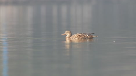 A-female-mallard-duck-swimming-around-in-a-lake-on-a-sunny-morning