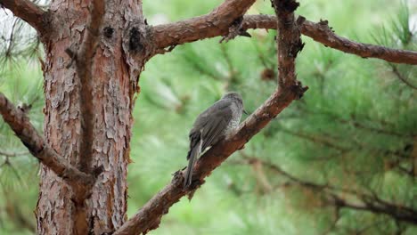un bulbul de orejas marrones posado en un pino