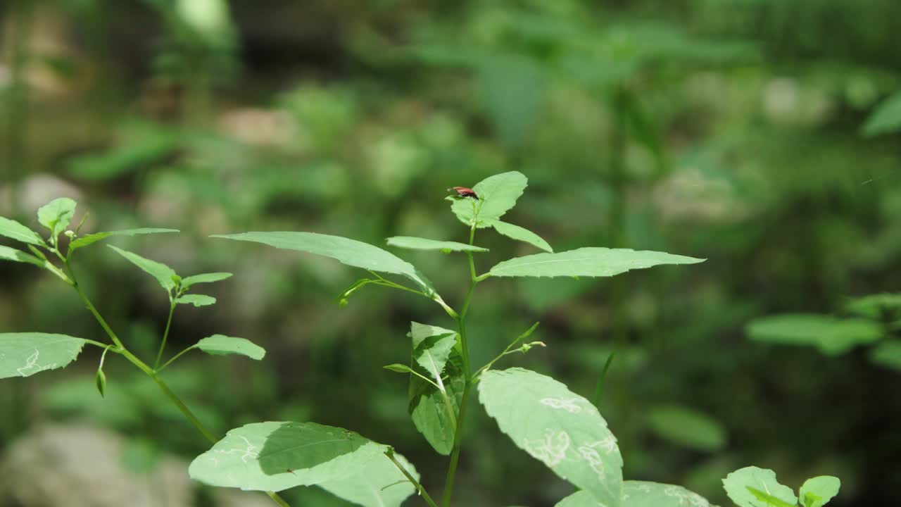 diminuto insecto rojo verdadero chupando la savia de la planta de la hoja verde en el bosque, tiro estático