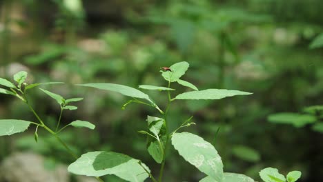 tiny red true bug sucking plant sap from green leaf in forest, static shot