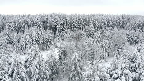 Vista-Superior-Del-Bosque-De-Invierno.-Estudio-Aéreo.