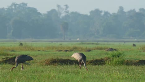 Grulla-Sarus,-Antígona-Antígona