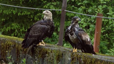 two young bald eagles resting on a stone wall