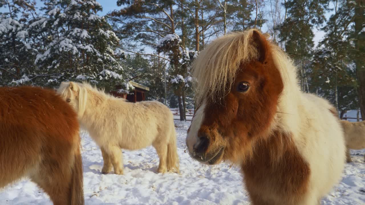 cerca de lindos ponis shetland con pelaje grueso en un hermoso paisaje invernal
