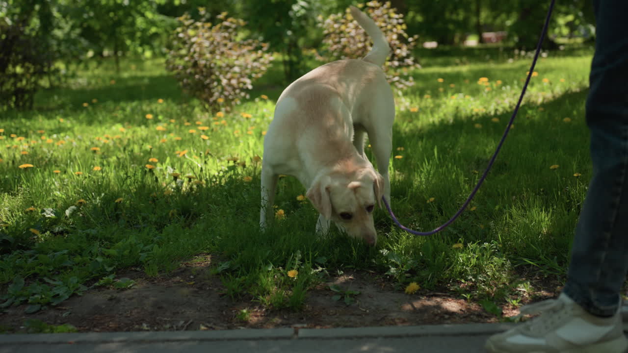 호기심 많은 강아지가 자연 환경을 차분하게 탐색하고 있어요. 목줄을 맨 래브라도가 잎이 무성한 풍경 속에서 뿌리와 풀을 살펴보고, 친근한 강아지가 땅과 잎을 부드럽게 킁킁거리는 평온한 장면이에요.