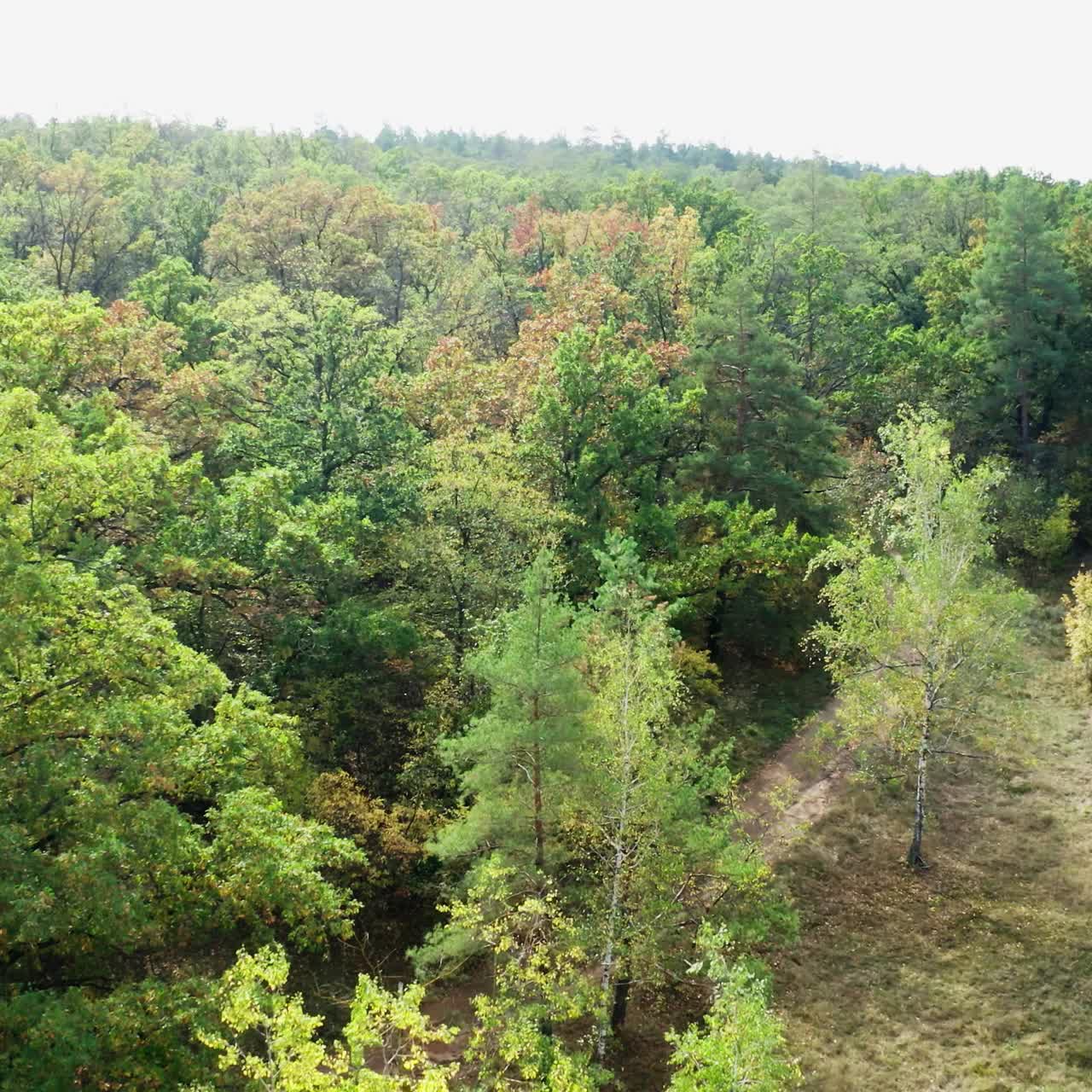 Autumn wood. Green meadow in the forest. Nature background. Forest with colorful trees in early autumn. Aerial view.