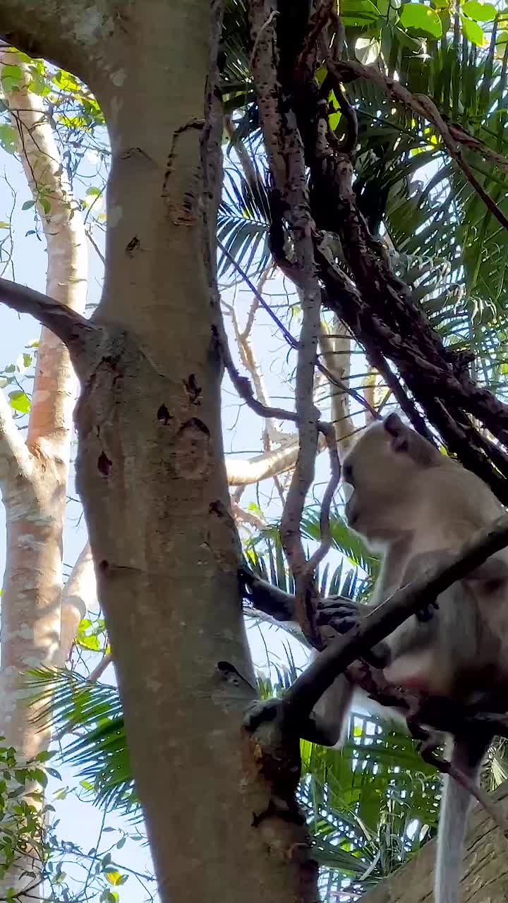 動物園で、サルが木や建造物を登っている