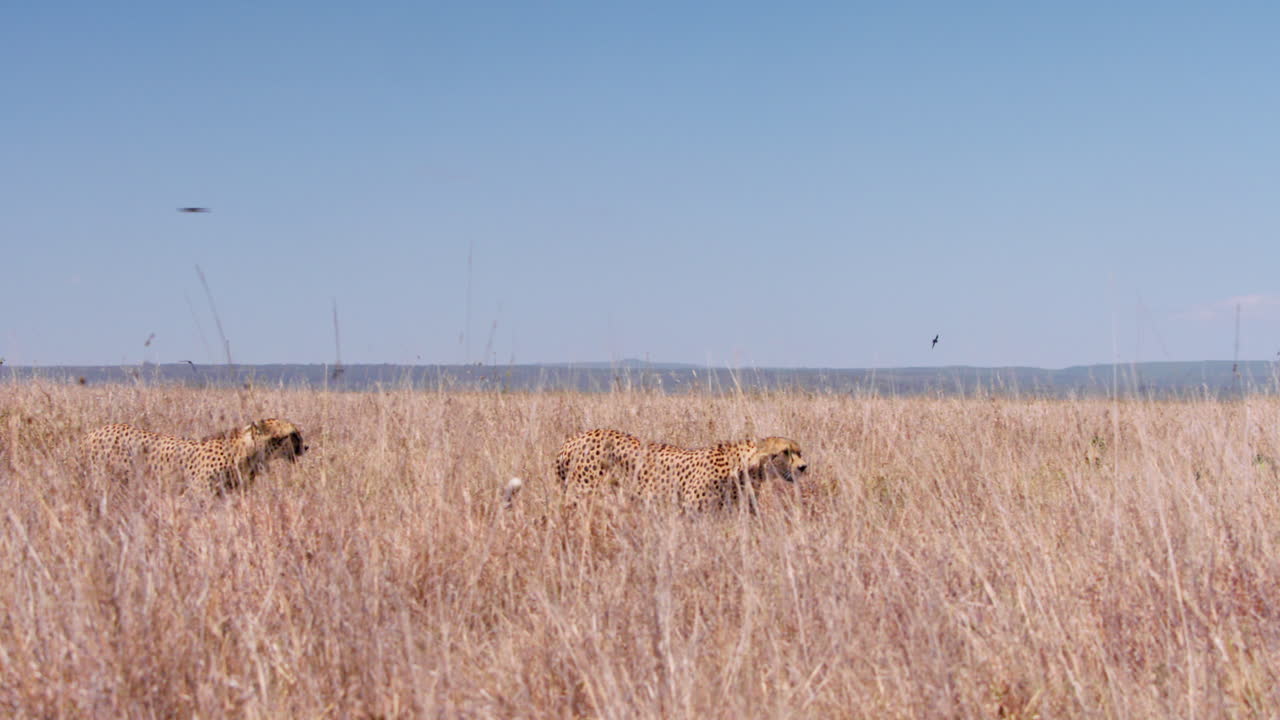 Plano panorâmico muito aberto de duas chitas a caminhar pela erva alta