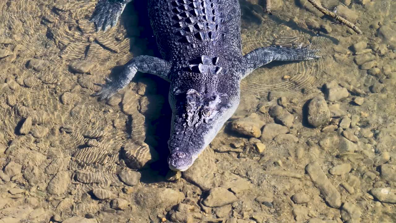Drone footage captures a saltwater crocodile in a shallow river, highlighting its textured scales and natural habitat
