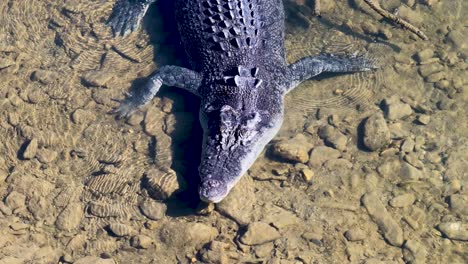 drone footage captures a saltwater crocodile in a shallow river, highlighting its textured scales and natural habitat