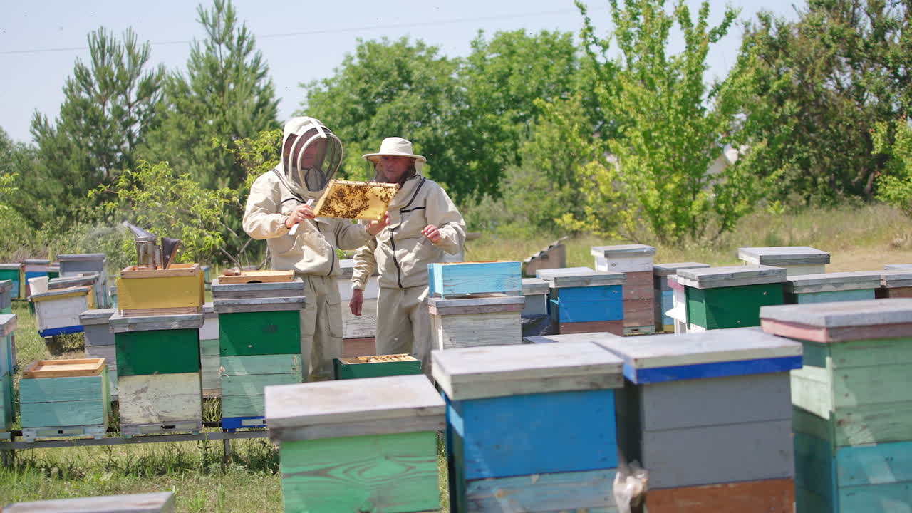 Adult apiarists looking through the honey frames at their rural bee farm. Two beekeepers look at one frame holding it in their hands. Green trees at backdrop.