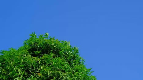 wind gently through the fresh green branches of a large mango tree. the soft wind flowing a mango treetop with blue sky nice shade background.
