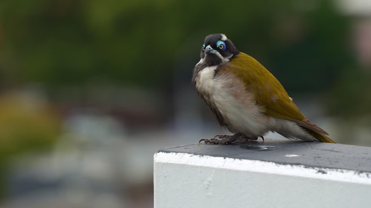 A wild Blue-faced Honeyeater (Entomyzon cyanotis) perches on an apartment rooftop, puffing up its plumage to stay warm on a windy day, spread its wings and fly away, close up shot.