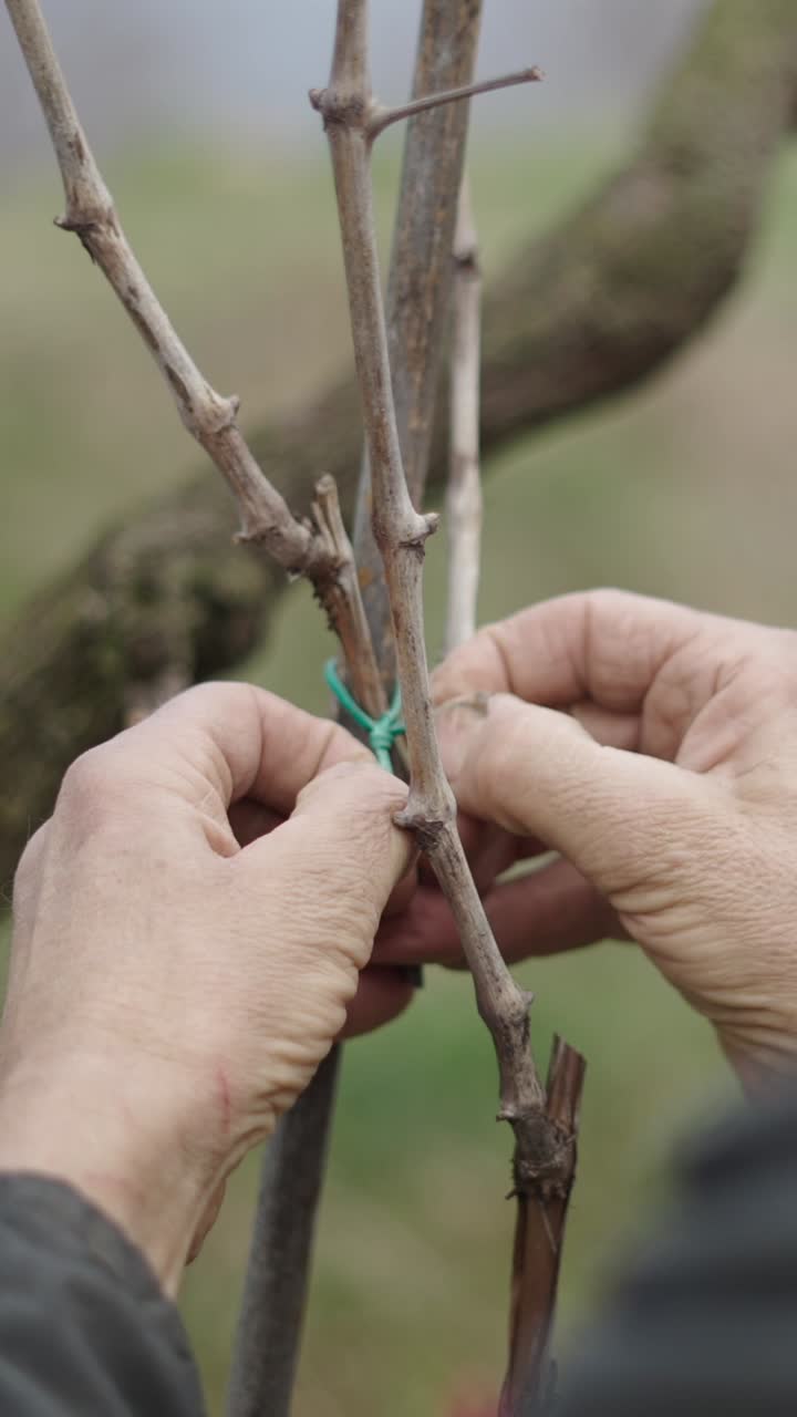 Grafting a vine