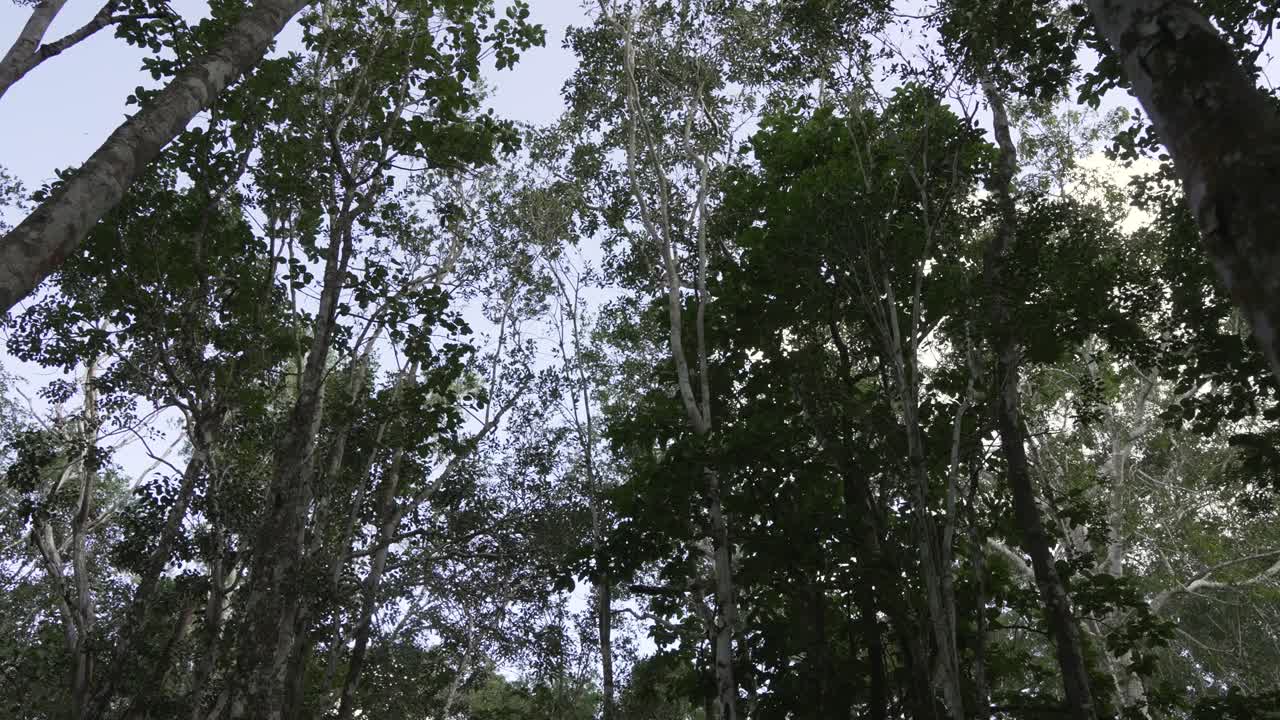 Moving forward under tall trees in jungle with thick trunks, green leaves, sunlight filtering through branches, blue sky visible above. Dense forest atmosphere during daytime.