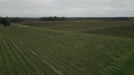 Viñedos-De-Pugnac-Desde-Arriba,-Burdeos,-Francia---Sobrevuelo-Aéreo