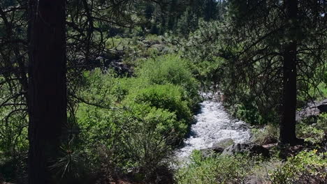 the deschutes river flowing in a wooded area at lava island
