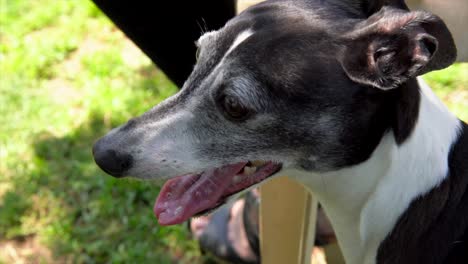 movimiento lento de perro galgo italiano jadeando y salivando en el parque de perros