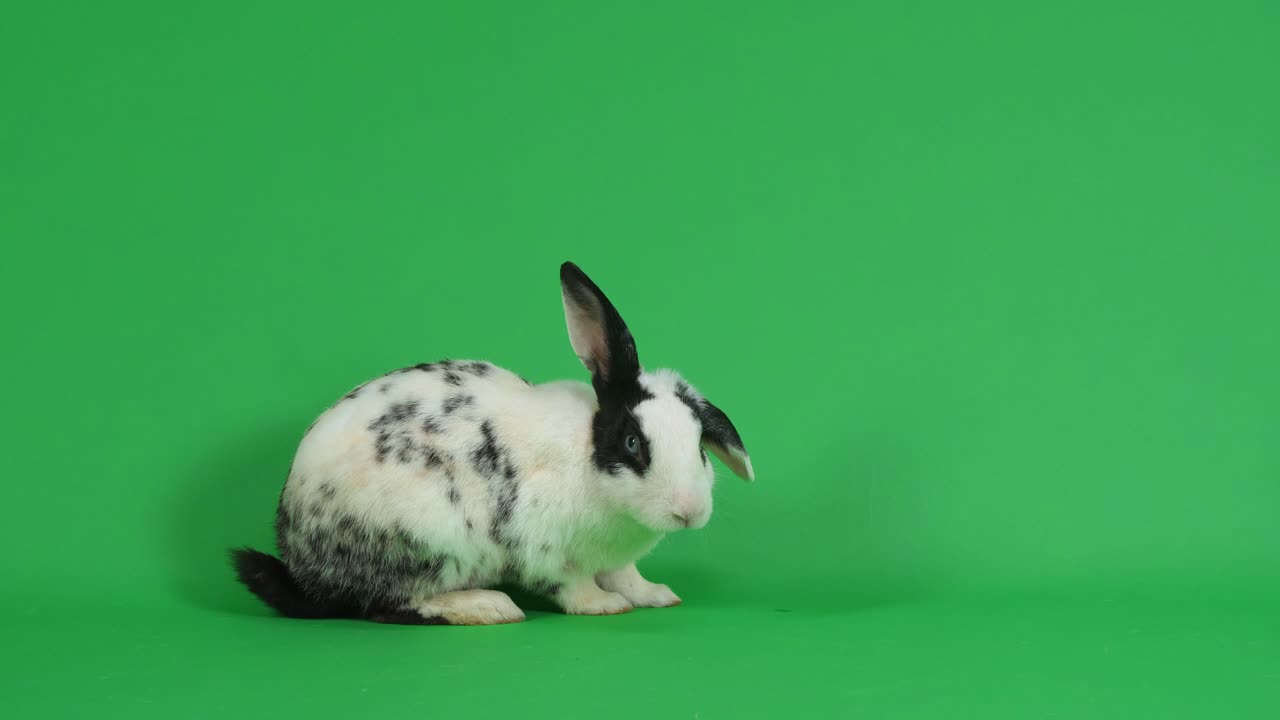 Black and White Spotted Rabbit on Green Screen