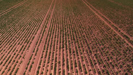 Potato-field-dry-land