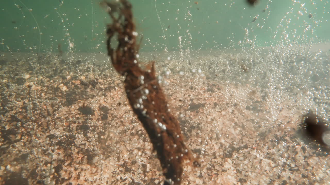 호수 바닥 에 공기 거품 이 있는 죽은 식물 과  ⁇ 은  ⁇