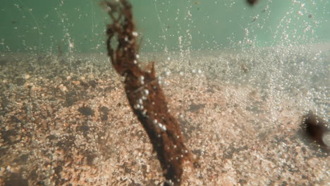 plantas muertas y brotes delgados con burbujas de aire en el fondo del lago