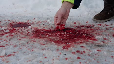 person touches bloody snow with bare hand at scene of traffic accident, 60 fps