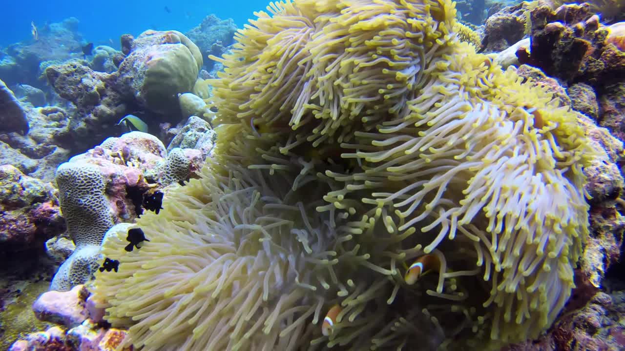 A colorful coral reef underwater background. A small yellow clownfish flopping around actinia while scuba diving