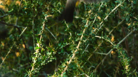 Zeitlupenaufnahme-Eines-Rotäugigen-Bulbuls,-Der-Auf-Einem-Grünen-Busch-Sitzt