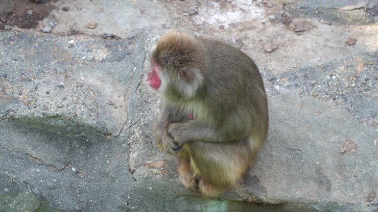 Japanese Macaque sitting on the rock and looking around At The Children Zoo In Seoul Grand Park, Gwacheon City, South Korea - high angle shot