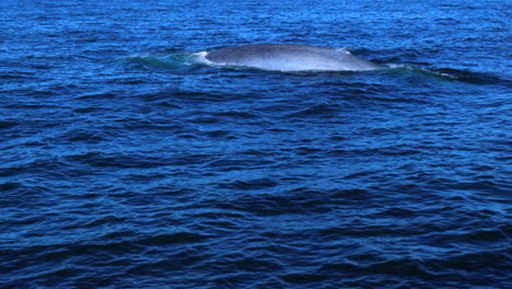 ballena azul nadando con la cabeza asomando fuera del agua en el océano pacífico