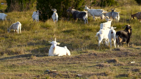 Nahaufnahme-Einer-Weißen-Ziege,-Die-Sich-An-Einem-Sonnigen,-Schönen-Tag-Auf-Einer-Wiese-Mit-Einem-Rudel-Ziegen-Im-Hintergrund-Niederlegt